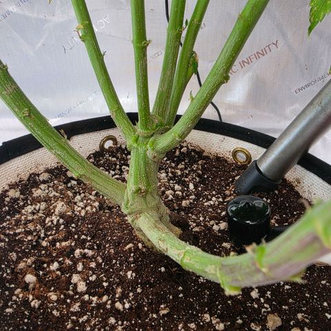 Loud Love growlog timeline photo