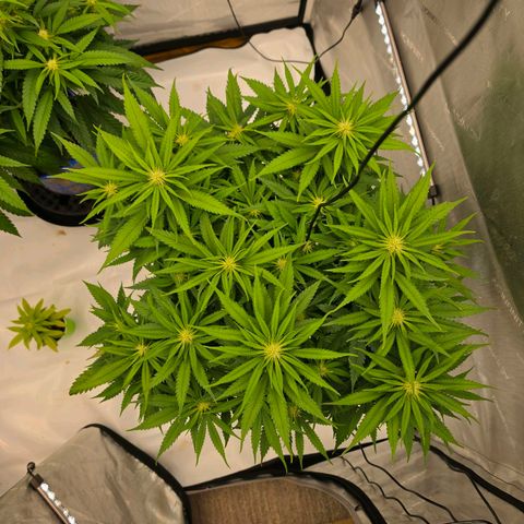 Loud Love growlog timeline photo