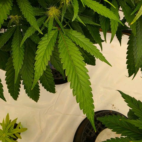 Frost Advisory  growlog timeline photo