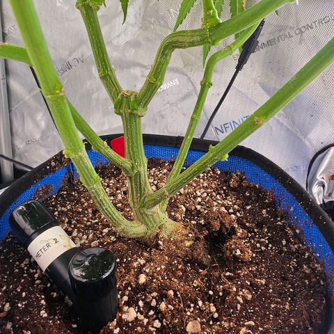 Frost Advisory  growlog timeline photo