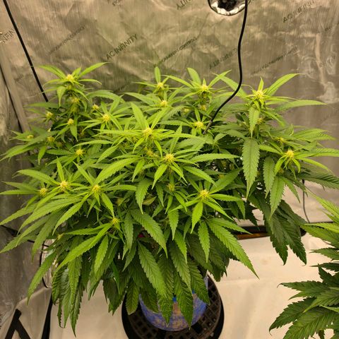 Frost Advisory  growlog timeline photo