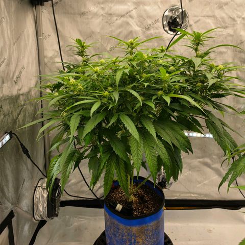 Frost Advisory  growlog timeline photo