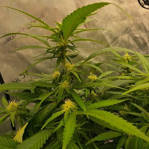 Frost Advisory  growlog timeline photo