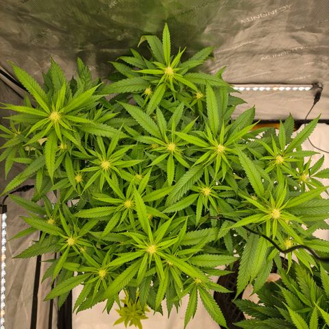 Frost Advisory  growlog timeline photo