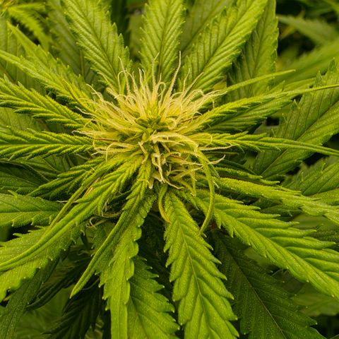 Frost Advisory  growlog timeline photo