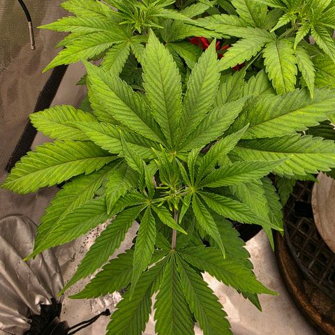 Cherry Vanilla Skunk growlog timeline photo