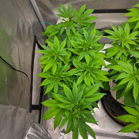 Cherry Vanilla Skunk growlog timeline photo