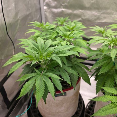 Cherry Vanilla Skunk growlog timeline photo