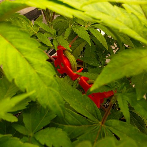 Cherry Vanilla Skunk growlog timeline photo