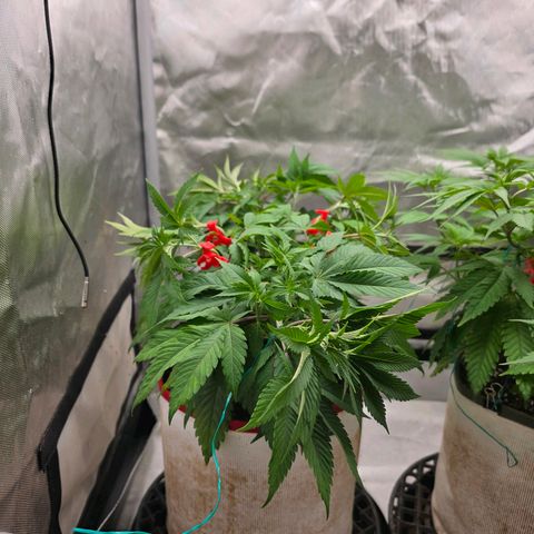 Cherry Vanilla Skunk growlog timeline photo