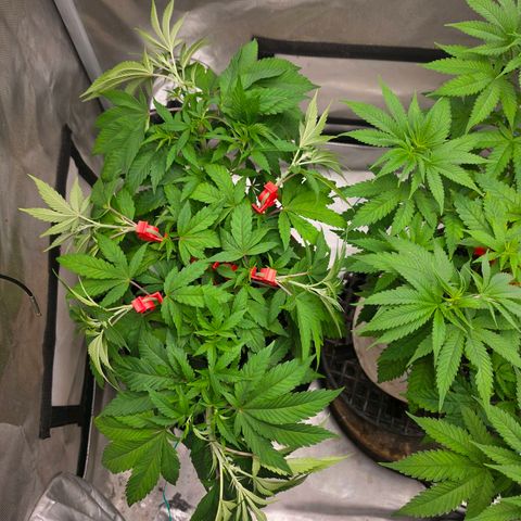 Cherry Vanilla Skunk growlog timeline photo