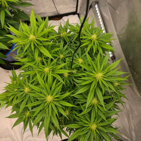 Loud Love growlog timeline photo