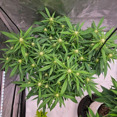 Frost Advisory  growlog timeline photo