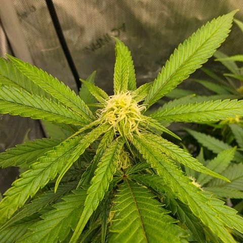 Frost Advisory  growlog timeline photo