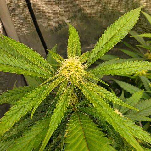 Frost Advisory  growlog timeline photo