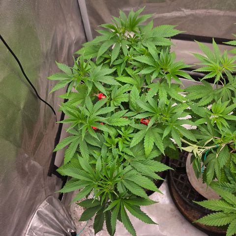 Cherry Vanilla Skunk growlog timeline photo