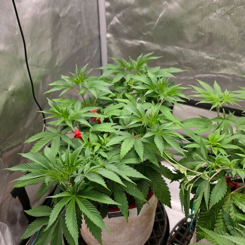 Cherry Vanilla Skunk growlog timeline photo
