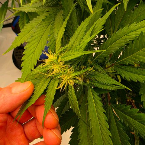 Loud Love growlog timeline photo