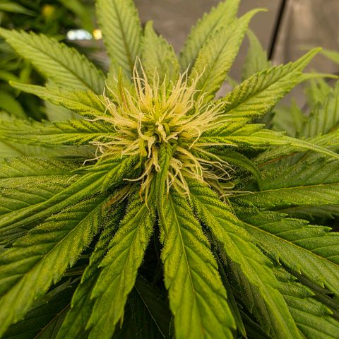 Loud Love growlog timeline photo