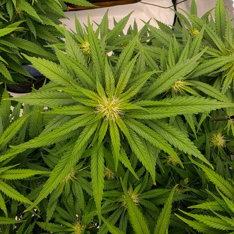 Loud Love growlog timeline photo