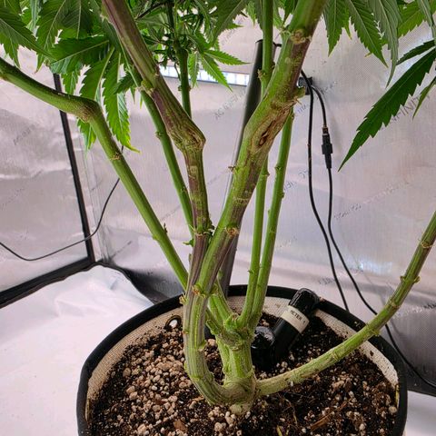 Loud Love growlog timeline photo