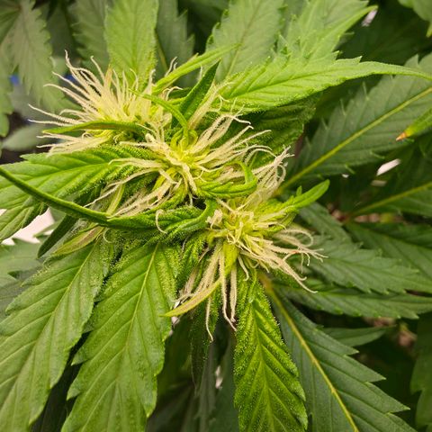 Loud Love growlog timeline photo