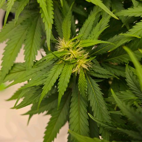 Loud Love growlog timeline photo