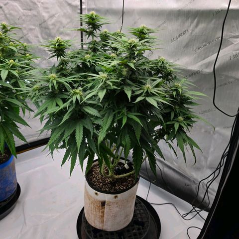 Loud Love growlog timeline photo