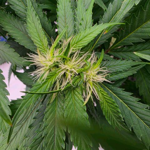 Loud Love growlog timeline photo