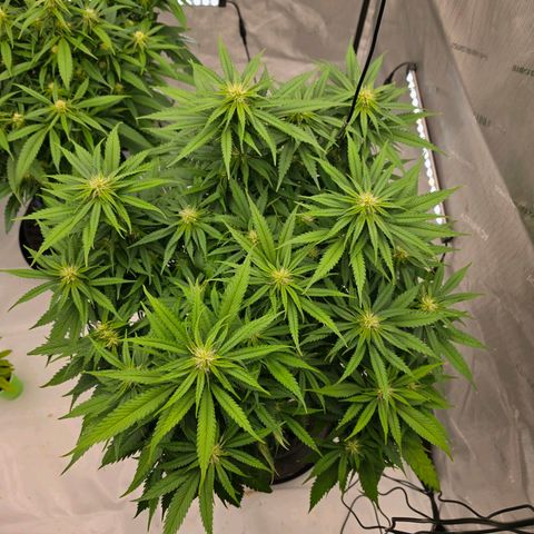 Loud Love growlog timeline photo