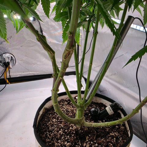 Loud Love growlog timeline photo