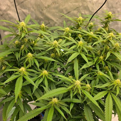 Frost Advisory  growlog timeline photo