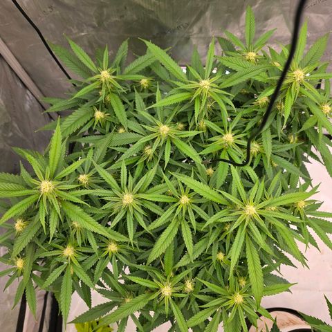 Frost Advisory  growlog timeline photo