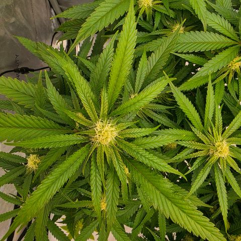 Frost Advisory  growlog timeline photo
