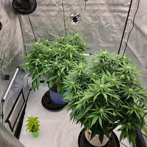 Frost Advisory  growlog timeline photo