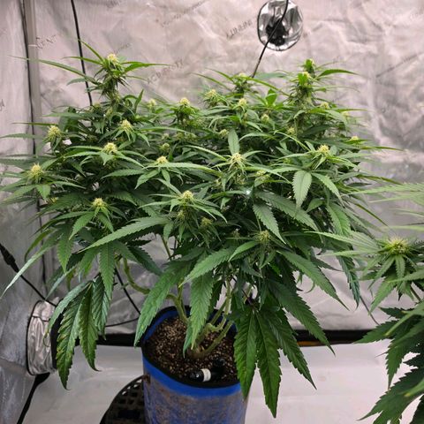 Frost Advisory  growlog timeline photo