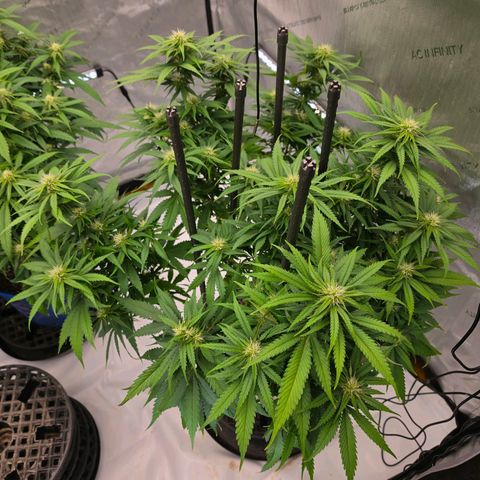 Loud Love growlog timeline photo