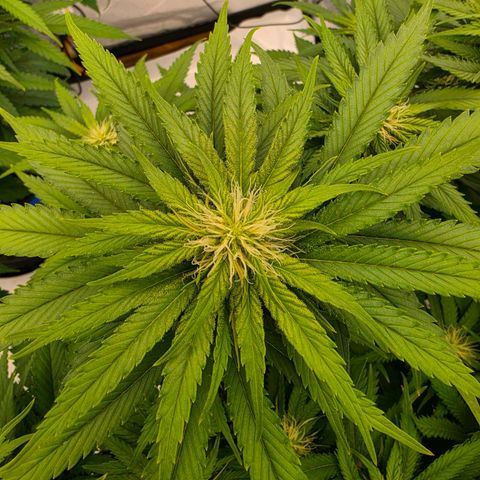 Loud Love growlog timeline photo