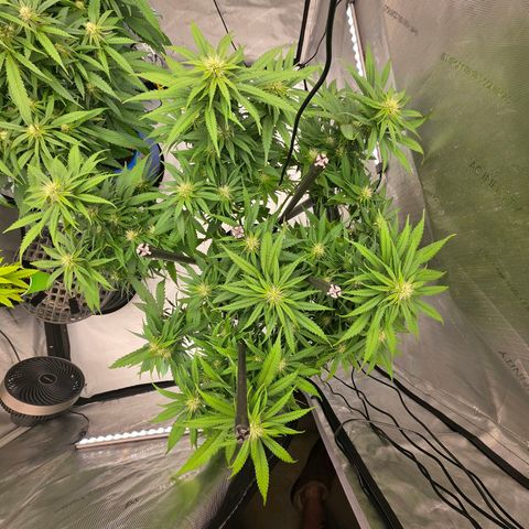 Loud Love growlog timeline photo