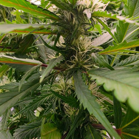Loud Love growlog timeline photo