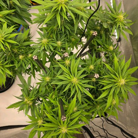 Loud Love growlog timeline photo