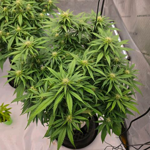 Loud Love growlog timeline photo
