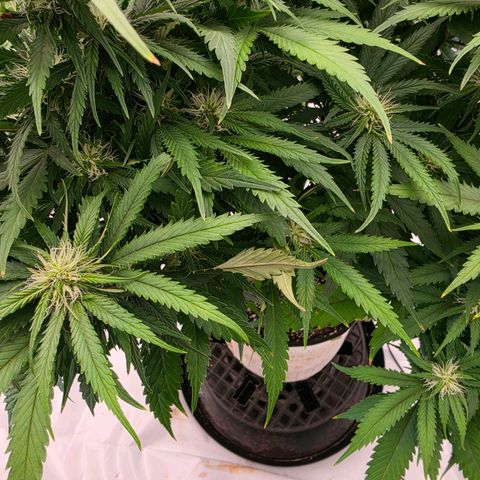 Loud Love growlog timeline photo