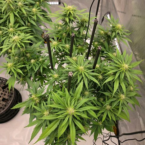 Loud Love growlog timeline photo