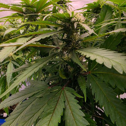 Loud Love growlog timeline photo