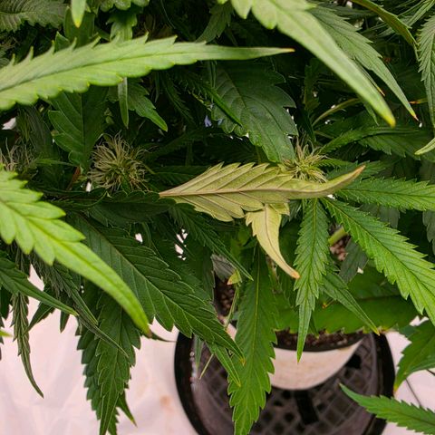 Loud Love growlog timeline photo