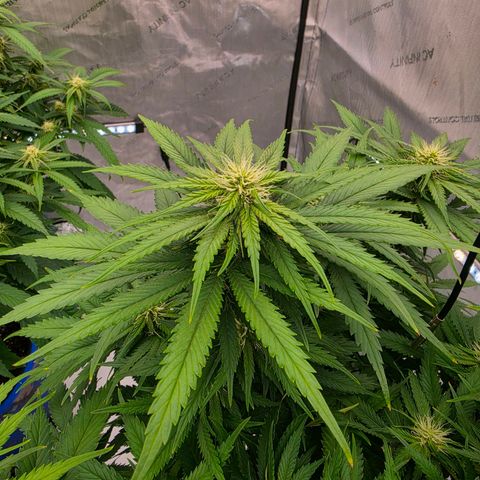 Loud Love growlog timeline photo