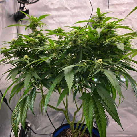 Frost Advisory  growlog timeline photo