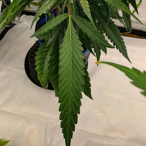 Frost Advisory  growlog timeline photo