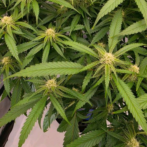 Frost Advisory  growlog timeline photo
